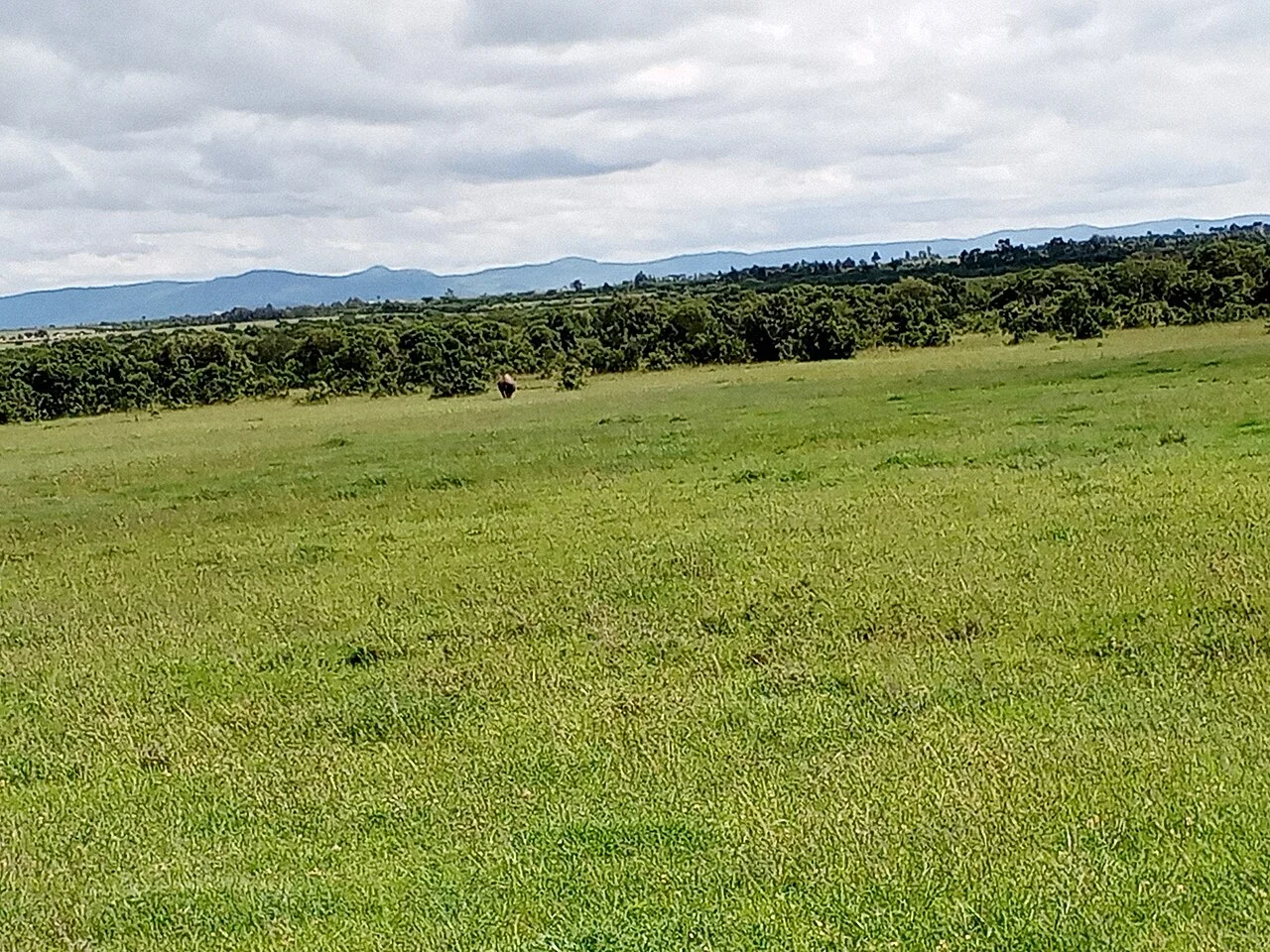 Open landscape at Ol Pejeta Conservancy photographed in 2023; not a portrait of Najin or Fatu